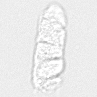 Восковидные